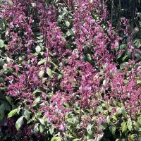 Strobilanthes pulcherrima T.Anderson